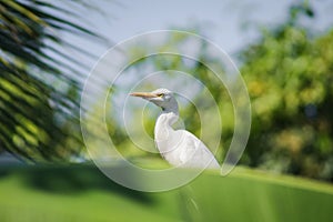 Cattle egret / Bird cattle egret