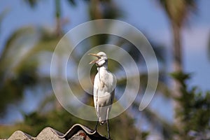 Cattle egret / Bird cattle egret