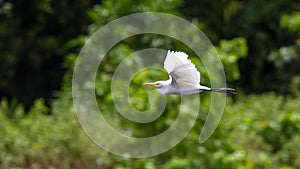 Cattle egret bird in flight