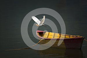 Cattle Egret Bird Flying Over The Lake,A wooden Boat Parking at Lake