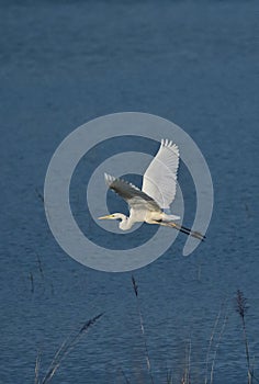 Cattle egret bird flying over the ramganga rive in an indian forest