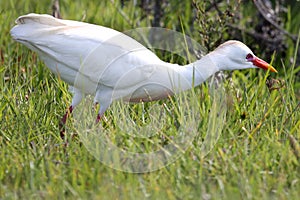 Cattle Egret Bird