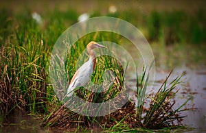 Cattle Egret Bird