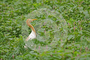 Cattle egret bird, nature