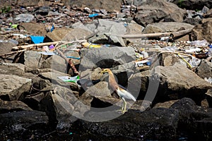 cattle egret bird, one of heron species standing on rock with garbage heap pollution at beach