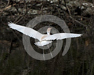 Cattle Egret Bird Photo stock. Cattle Egret bird flying with black contrast background. Cattle Egret bird close-up profile view.