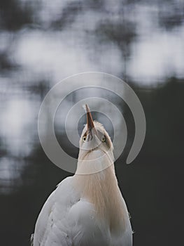 cattle egret bird portrait close up. bokeh background