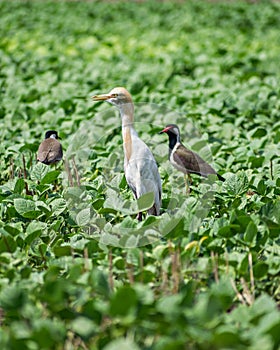 Cattle Egret bird with Red Wattled Lapwing  in a field near Sasan Gir, Gujrat, India.