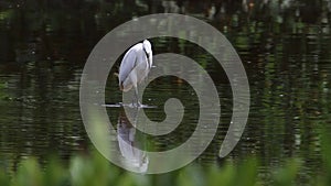 The Cattle Egret bird on wetland center