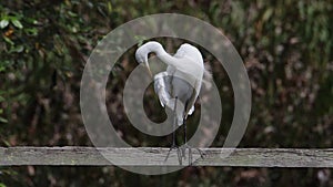 The Cattle Egret bird on wetland center