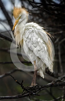 Cattle Egret Breeding