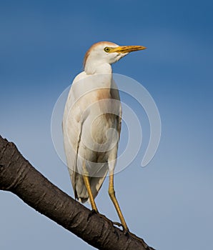 Cattle egret in Breeding