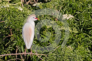 Cattle Egret In Breeding Plumage Perched And Looking On