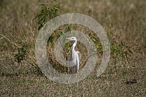 Cattle Egret in Brownsville, TX