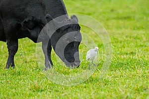 Cattle Egret - Bubulcus ibis