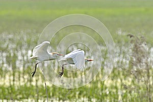 Cattle Egret Bubulcus ibis