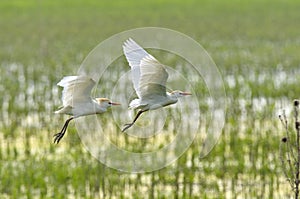 Cattle Egret Bubulcus ibis