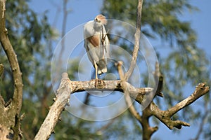 Cattle Egret Bubulcus ibis