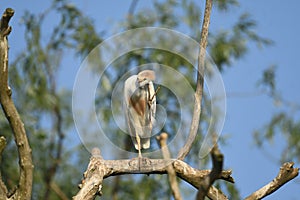 Cattle Egret Bubulcus ibis