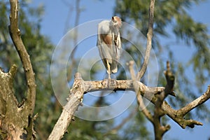 Cattle Egret Bubulcus ibis