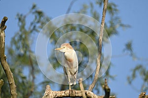 Cattle Egret Bubulcus ibis