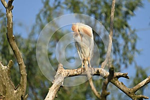 Cattle Egret Bubulcus ibis