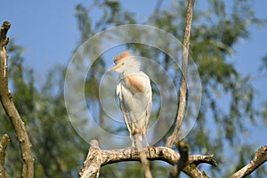 Cattle Egret Bubulcus ibis