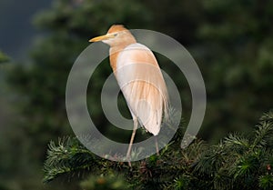 Cattle egret bubulcus ibis