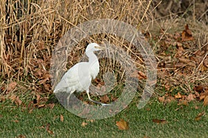 Cattle Egret - Bubulcus ibis