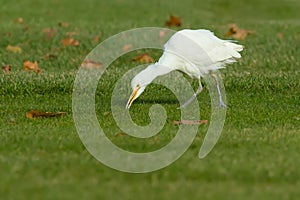 Cattle Egret - Bubulcus ibis