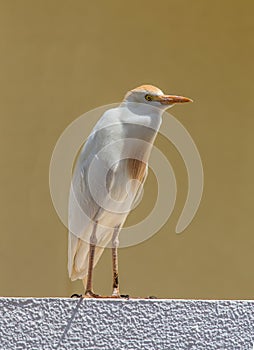Cattle egret (Bubulcus ibis)