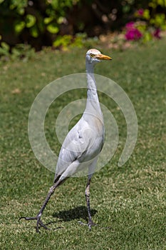 Cattle egret (Bubulcus ibis)