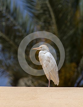 Cattle egret (Bubulcus ibis)