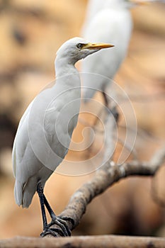 Cattle egret, Bubulcus ibis