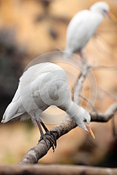 Cattle egret, Bubulcus ibis