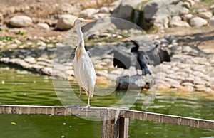 Cattle egret Bubulcus ibis at Beer-Sheva Zoo