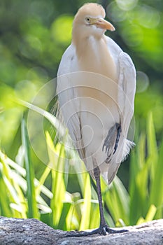 Cattle Egret (Bubulcus ibis) in bird park