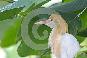 Cattle Egret (Bubulcus ibis) in bird park