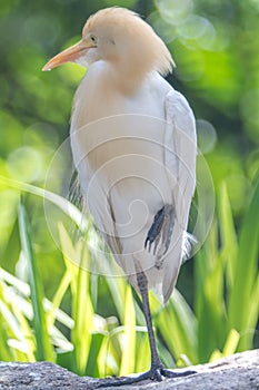 Cattle Egret (Bubulcus ibis) in bird park