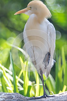 Cattle Egret (Bubulcus ibis) in bird park