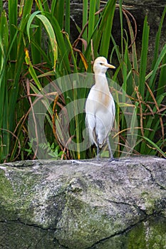 Cattle Egret (Bubulcus ibis) in bird park