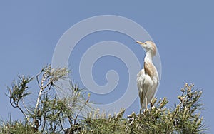 Cattle Egret Bubulcus Ibis in Breeding Plumage