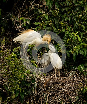 Cattle egret Bubulcus ibis breeding plumage.