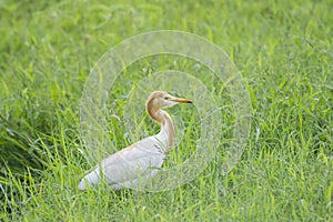 Cattle Egret