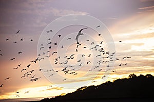 Cattle egret Bubulcus ibis flock to spend the night in a thicket of bamboo