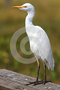 Cattle Egret (Bubulcus ibis)