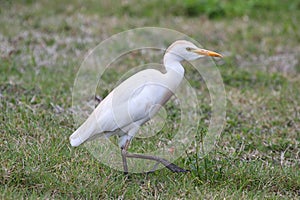 Cattle Egret (Bubulcus ibis)