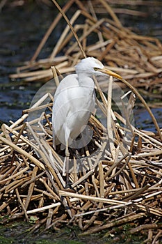 Cattle Egret (Bubulcus ibis) in Florida