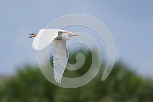 Cattle Egret (Bubulcus ibis)