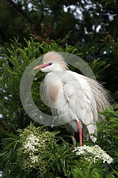 Cattle Egret - Bubulcus ibis - in breeding coloration and plumage.